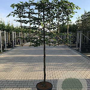 Carpinus betulus 10-12 HO container 150 cm stam 120x120 scherm