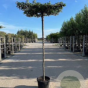 Carpinus betulus 10-12 HO container dakvorm 250 vierkant