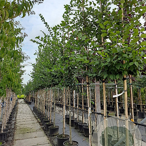 Carpinus betulus 12-14 HO container