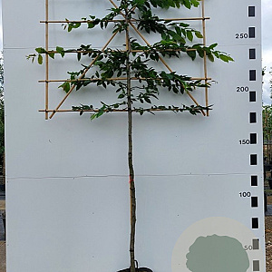 Carpinus betulus 12-14 HO container 150 cm stam 120x120 scherm