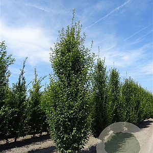 Carpinus bet. 'Fastigiata' 30-35 HO container lei 200cm stam lei 180x180
