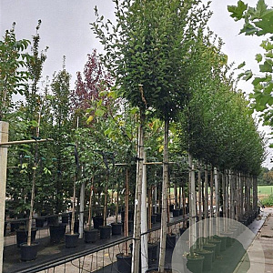 Carpinus bet. 'Fastigiata' 14-16 HO container