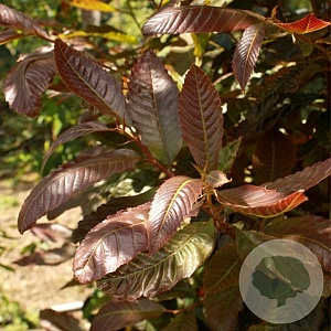 Castanea sat. 'Anny's Summer Red' 8-10 HO container