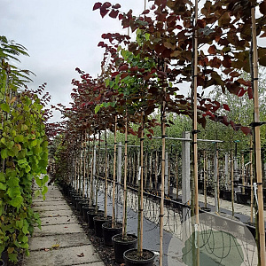 Cercis can. 'Forest Pansy' 8-10 HO container