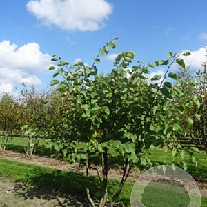 Cercis siliquastrum 10-12 HO container