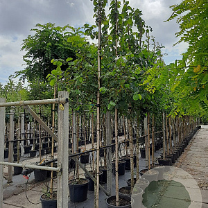 Corylus colurna 12-14 HO container