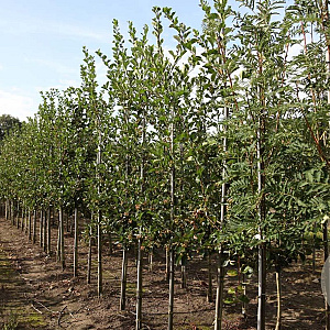 Crataegus persimilis 'Splendens' 8-10 HO draadkluit