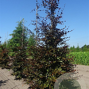 Fagus syl. 'Atropunicea' 16-18 HO container lei 180cm stam lei 150x120