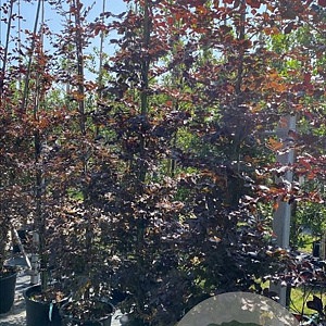 Fagus syl. 'Atropunicea' 12-14 HO container geveerd