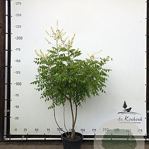 Koelreuteria paniculata 175-200 cm container meerstammig