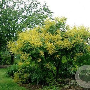 Koelreuteria pan. 'Beachmaster' 8-10 HO draadkluit