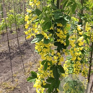 Laburnum anagyroides Yellow Rocket 12-14 HO draadkluit