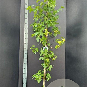 Liquidambar styraciflua 150-175 cm 10L