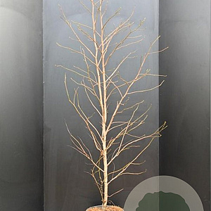 Liquidambar styraciflua 150-175 cm 10L