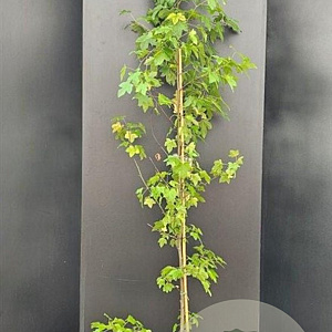 Liquidambar styraciflua 150-175 cm 10L