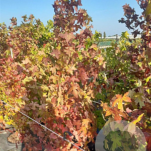 Liquidambar styraciflua 150-175 cm 10L