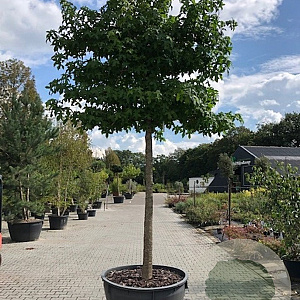 Liquidambar styraciflua 18-20 HO container lei 180cm stam lei 150x120