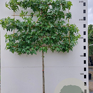 Liquidambar styraciflua 12-14 HO container 150 cm stam 120x120 scherm