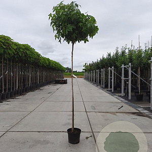 Liquidambar s. 'Gum Ball' 180 cm stam container