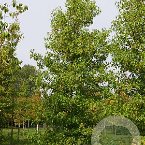 Liquidambar s. 'Lane Roberts' 16-18 HO container