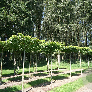 Liquidambar s. 'Worplesdon' 12-14 HO draadkluit dakvorm 250 vierkant