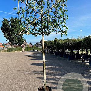 Liquidambar s. 'Worplesdon' 18-20 HO container lei 150cm stam lei 150x120