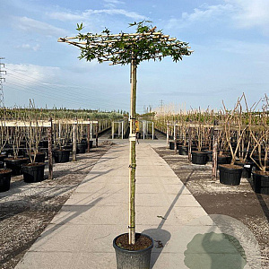 Liquidambar s. 'Worplesdon' 18-20 HO container dakvorm 250 vierkant