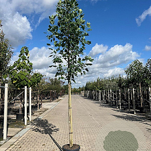 Liriodendron t. 'Aureomarginat.' 8-10 HO container