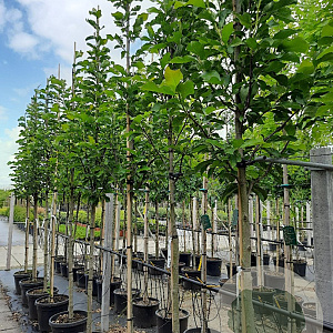 Magnolia 'Heaven Scent' 12-14 HO container