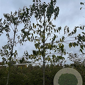 Magnolia kobus 8-10 HO draadkluit