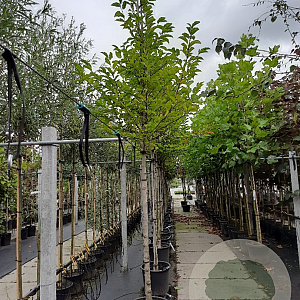 Magnolia kobus 14-16 HO container