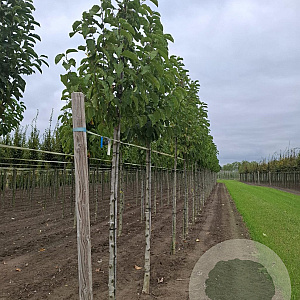 Magnolia kobus Isis 10-12 HO draadkluit