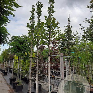 Magnolia loebneri 'Merrill' 12-14 HO container