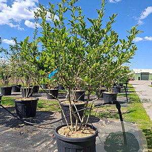 Magnolia stellata 175-200 cm container meerstammig