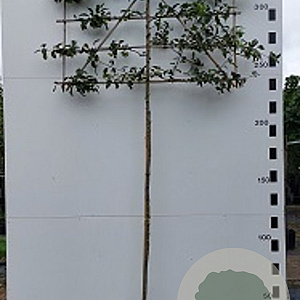 Malus 'Red Sentinel' 12-14 HO container lei 200cm stam lei 150x120