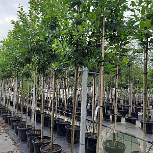 Malus 'Red Sentinel' 8-10 HO container