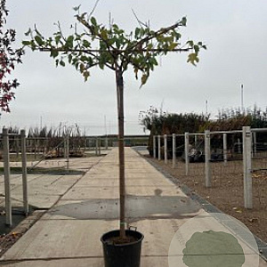 Morus alba 25-30 HO container dakvorm 250 vierkant