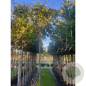 Parrotia persica 10-12 HO container lei 200cm stam lei 150x120