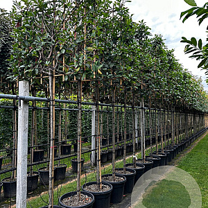 Photinia fraseri 'Red Robin' 6-8 HO container lei 150cm stam lei 120x120