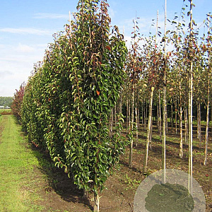 Pyrus calleryana 'Chanticleer' 10-12 HO draadkluit geveerd