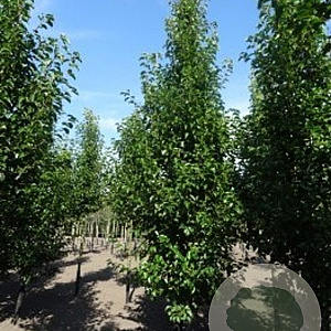 Pyrus calleryana 'Chanticleer' 16-18 HO draadkluit geveerd