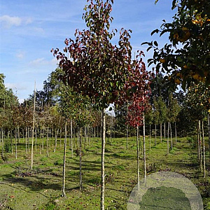 Pyrus calleryana 'Redspire' 12-14 HO draadkluit