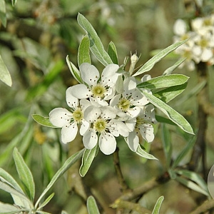 Pyrus salicifolia 'Pendula' 150 cm stam draadkluit