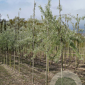 Pyrus salicifolia 'Pendula' 6-8 HO draadkluit 200 cm stam