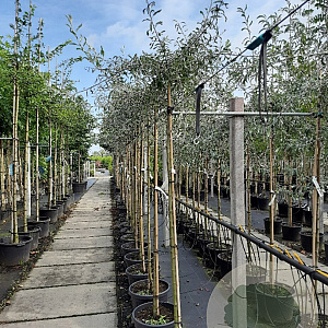 Pyrus salicifolia 'Pendula' 6-8 HO container