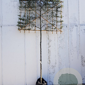 Pyrus salicifolia 'Pendula' 10-12 HO container 180 cm stam 150x120 scherm