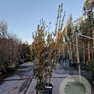 Quercus ilex 175-200 cm container meerstammig