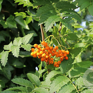 Sorbus arn. 'Golden Wonder' 10-12 HO container