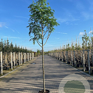 Sorbus 'Dodong' 8-10 HO container