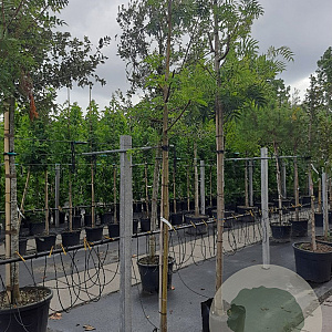 Sorbus 'Dodong' 12-14 HO container